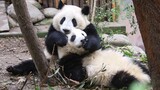 The sweet panda siblings.
