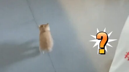 นักศึกษามหาวิทยาลัยเจอเพื่อนแมวน้อยตอนเรียนเช้า 8 โมง กำลังฮึดสู้ตามเพื่อนๆ ให้ทัน แมวน้อย: “หยุดเม้