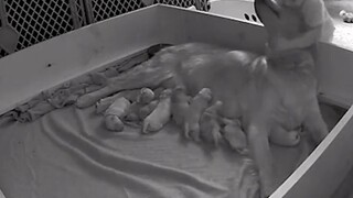 A two-year-old girl secretly visits the golden retriever who just gave birth to a baby, gently cares