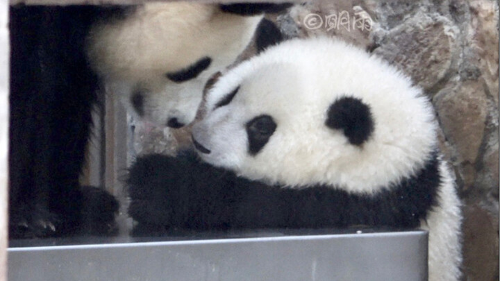 So heartwarming! Tired from playing with the flowers in the rain, Yuanrun takes a cozy indoor break—