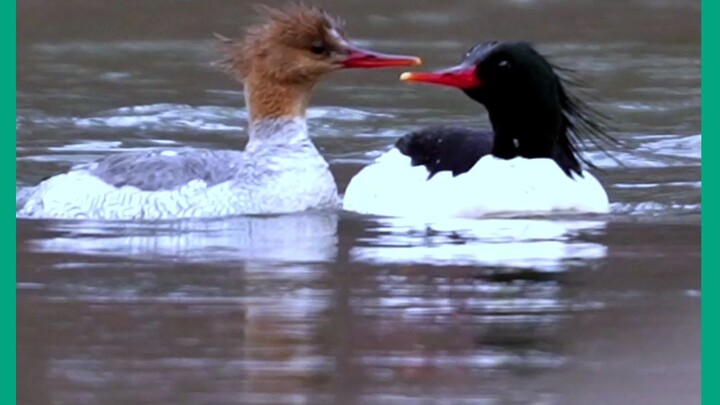 National bird: Common Merganser