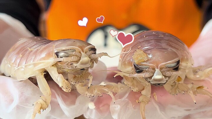 The Taste of Dao's Deep-Sea Lice
