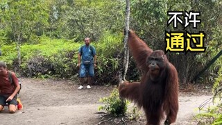 A video of animals with a subtle touch of sadness!