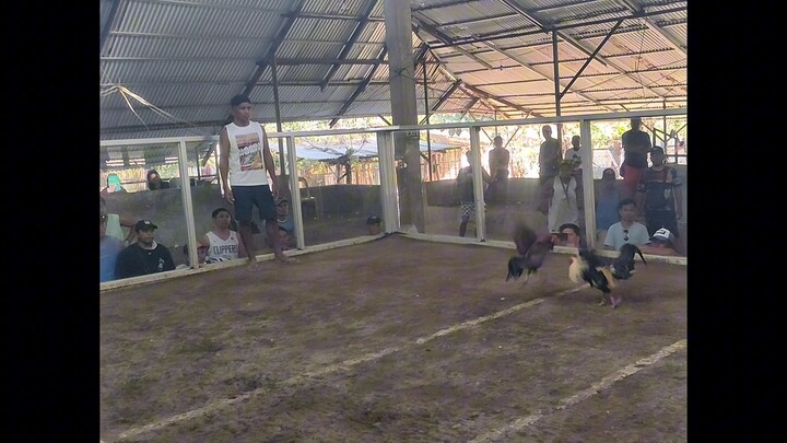 tatlong tari full video🐓