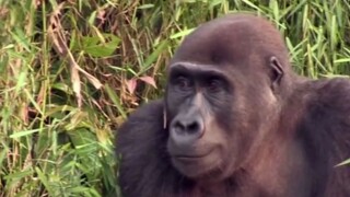 "Long time no see" Chimpanzee and owner's touching reunion after 5 years