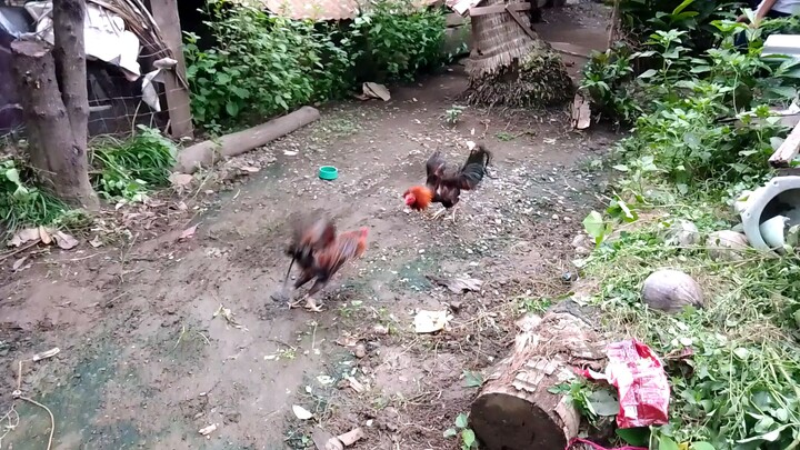 magalin talaga yung nanalo
