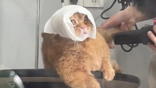 Kucing: Bahasa ibuku tidak bisa berkata apa-apa!