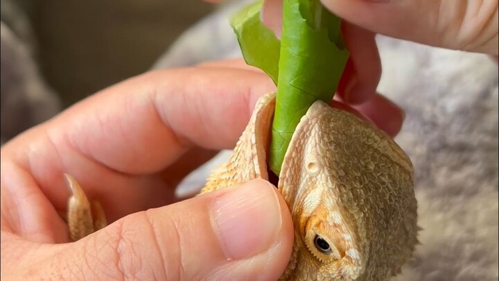 Tidak suka makan sayur, ya?