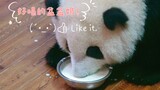 【大熊猫和花】重大视频流出！某花喝盆盆奶的高清大头录像来啦～