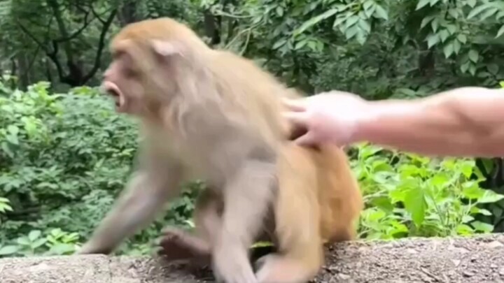 Ambush the Alpha Male Monkey