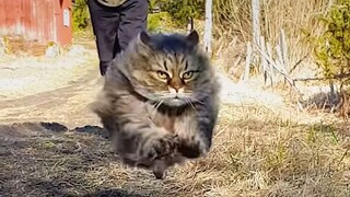 يا صغيري! أنت بطل السرعة بين القطط~