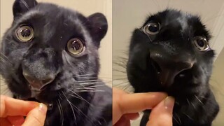 “Cute little leopards have the best lives!”