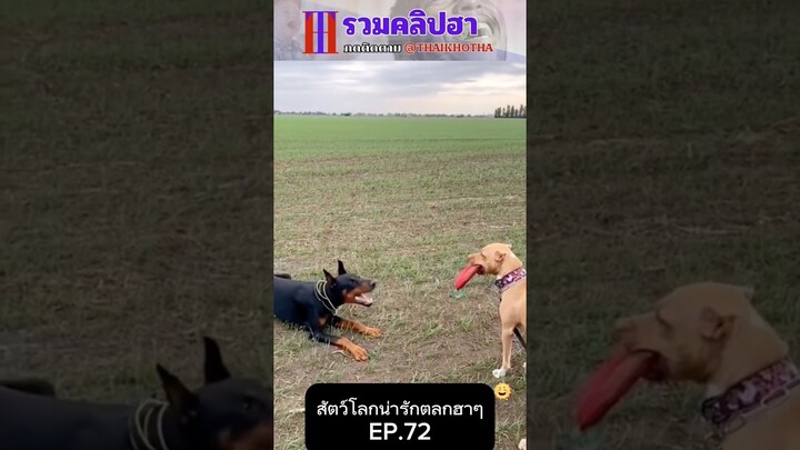 รวมคลิปตลกฮาๆ EP.182 #สัตว์เลี้ยง  #ตลก #shorts #tiktok #funny #สัตว์โลกน่ารัก #แกล้ง #สัตว์ตลก