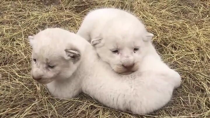 【Little White Lion】We are not puppies