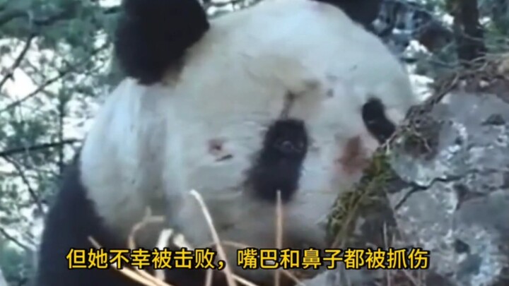 Pregnant panda mother severely injured in a fight seeks help from humans