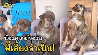 "เจ๊ตาล" น้องหมาพันธุ์ไทยตัวอวบพี่เลี้ยงเหมียวน้อย | Dog's Clip