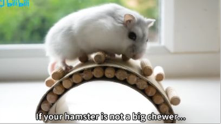 The Cheapest Way to Take Care of Hamsters #Dongvat