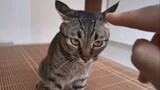 Master Meow: Genderang perang berbunyi! Sialan sekop, ini dia kucingku!