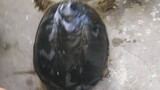 [Động vật]Cái chết của rùa cưng nhà tôi