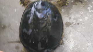 [Animals]The death of my beloved pet turtle