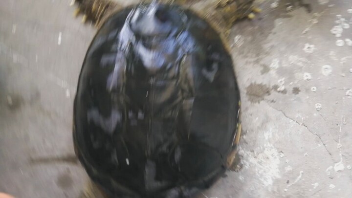 [Animals]The death of my beloved pet turtle