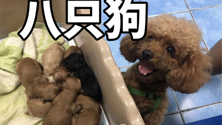 Everyone only knows about the eight puppies, but no one knows about the mother dog who gave birth to