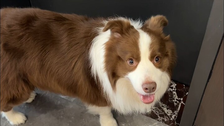 Seekor anak anjing yang cepat sekali berubah wajah