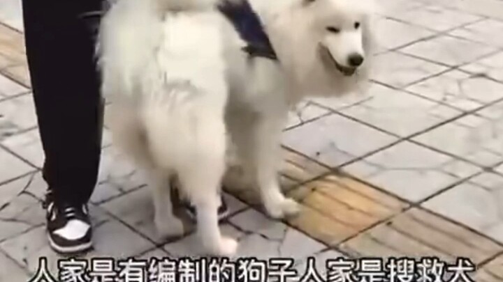 Samoyed dares to ambush the搜救dog—caught red-handed and reprimanded by its owner! Netizens: “They’re 