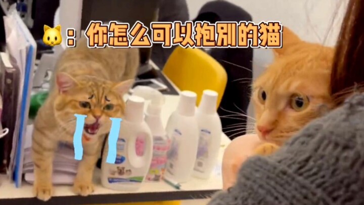 Jealousy Completely Changes the Cat’s Appearance