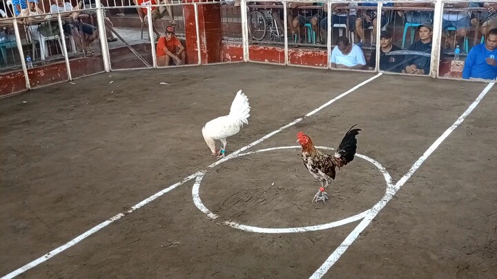 2 Wins @ Katangawan Square Garden                    1st Fight Win  Hennie (Unscratched)