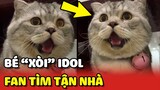 Bé mèo Idol tên "XÒI" có lượng FAN đến CƯNG NỰNG khủng nhất Sài Gòn 🥰 | Yêu Lu