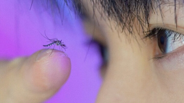 Challenge: Have a “mosquito” shoot a Thai-style commercial.