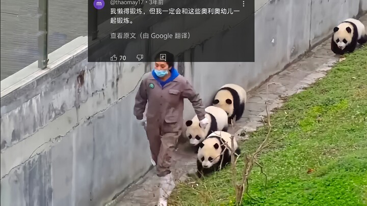 โซเชียลต่างประเทศฮือฮา! แพนด้าจีนทั้งฝูงพากันออกกำลังกาย ความน่ารักเต็มจอ คลิปถูกชมกว่า 500,000 ครั้