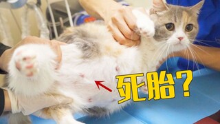 猫怀孕66天还不生，去医院检查发现没胎心了！？