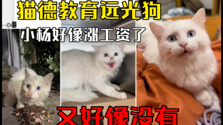 Episode Edukasi Cat Priest – Kucing Singa vs Anjing Pencahayaan Jauh (Apakah ini memang kelainan si 