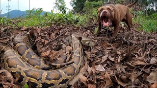 Chú Chó Pitbull Thợ Săn Và Người Bảo Vệ Trung Thành Số 1 Việt Nam