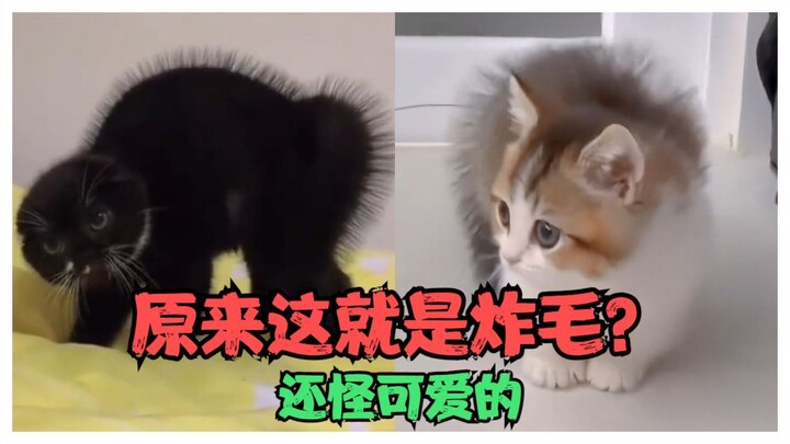 คำบรรยายสัตว์เลี้ยงน่ารัก: ที่แท้นี่คือตอนแมวเหมียวขนพองขึ้นเหรอ? แถมยังดูน่ารักดีด้วย #เพิ่งเคยเห็น