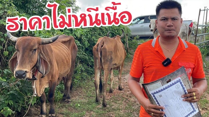 ราคานี้ ไม่หนีเนื้อ‼️ขายวัวหนีน้ำท่วม รีบเลยครับ แม่ท้องใหญ่ๆ150+ วัวพร้อมผสม @บุรีรัมย์