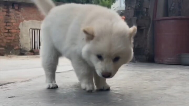 The little mongrel puppy Grandpa won at mahjong has grown up.