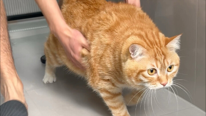 รีโนเวทแมวเก่า