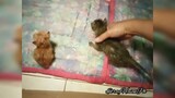 Kittens Playing, 3Kittens Still So Tiny