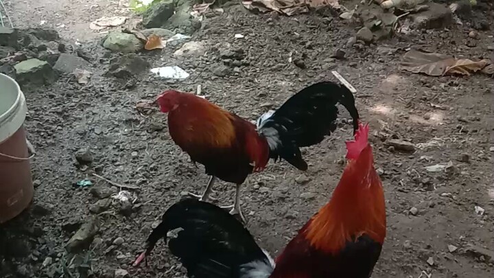 Bruce Barnett sweater 1st spar 7 months.