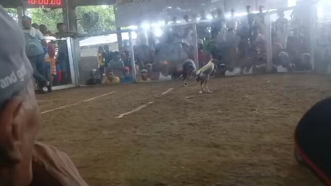 white bulik in action