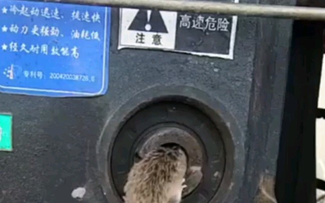 Rat, my brain matter’s all mixed up too!