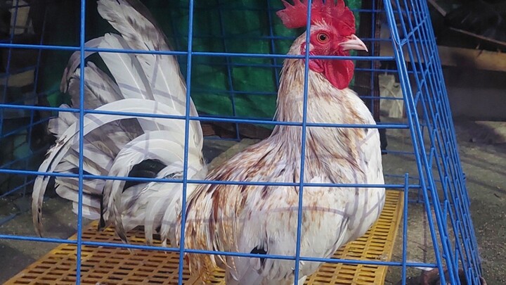 white kelso cross first fight loss(naputol tari) hack fight 03/29/26 @NMCA