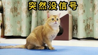 一物降一物！家里猫一旦踩上我妈的瑜伽垫就傻了