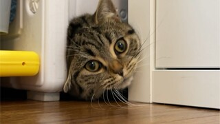 Is it really smart, or just plain silly? It squeezes through such a tiny gap every day... Now look a