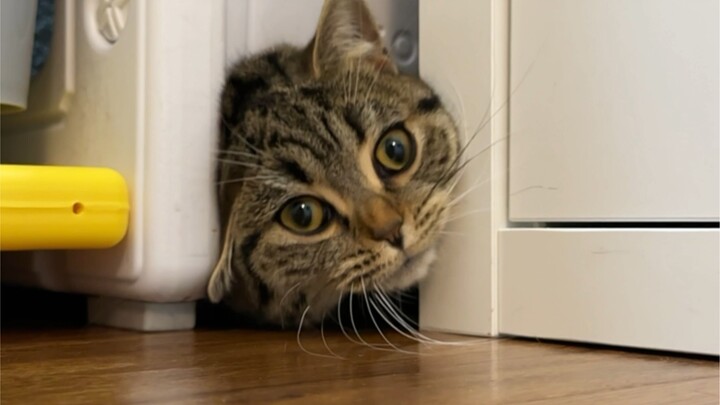 Apakah dia benar-benar pintar? Atau bodoh? Celah sekecil itu setiap hari terus masuk keluar... Sekar