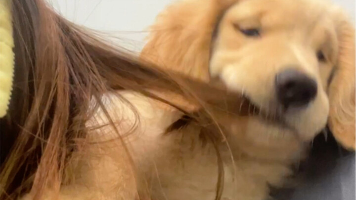 Rốt cuộc là ai nói chó Golden hiền lành hả! Ra đây đi!