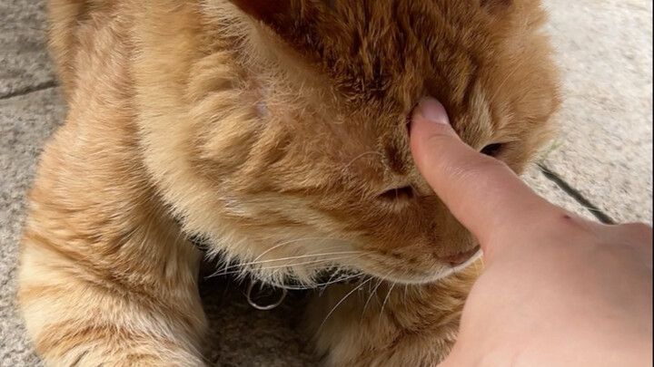 Orang keras kepala memelihara kucing yang keras kepala
